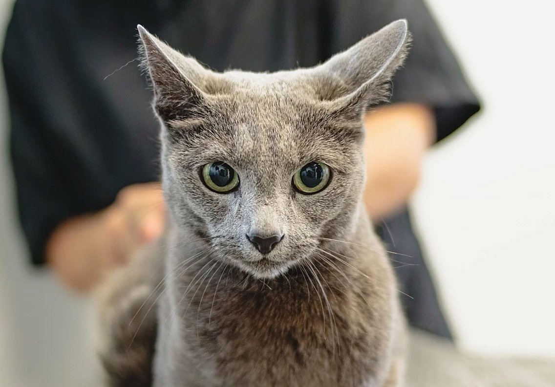 grooming, cat, pet care, pet, animal, feline, pet salon, kitten