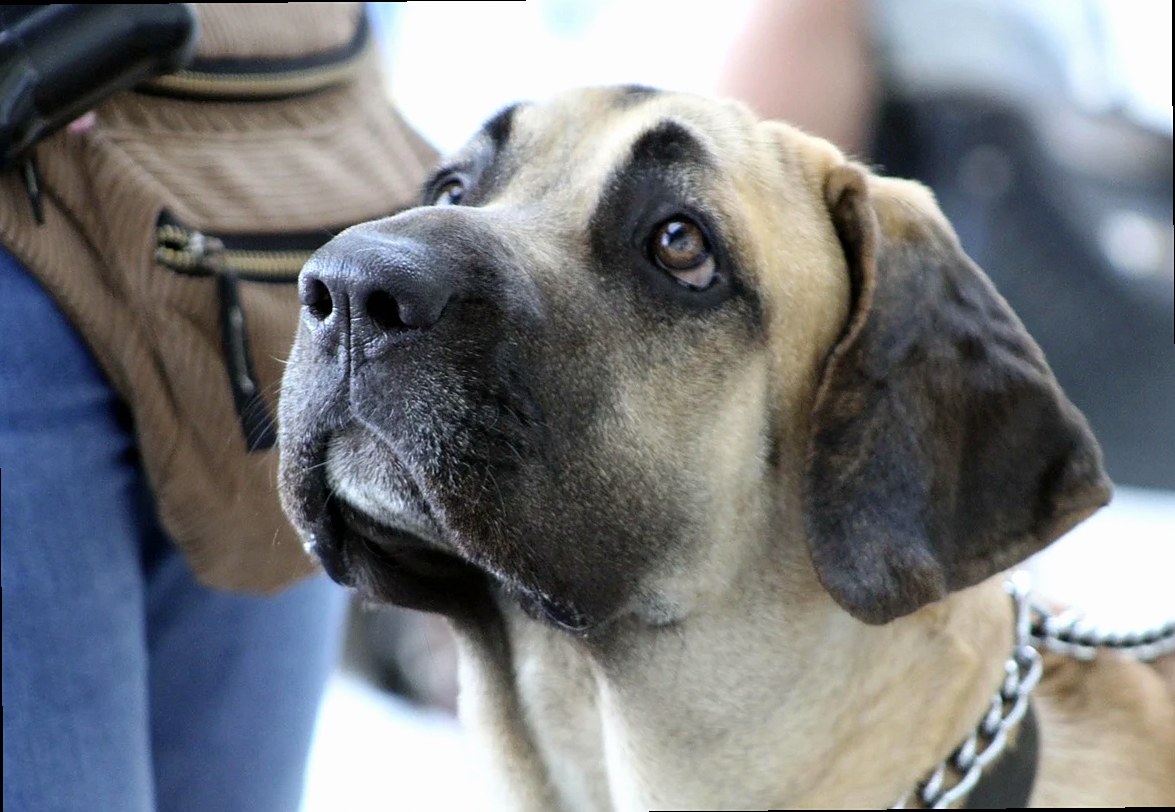 fila brasileiro, brazilian breed, brazilian row, dog training, dog command, stay, calm, trust, animal, adorable, pet, at