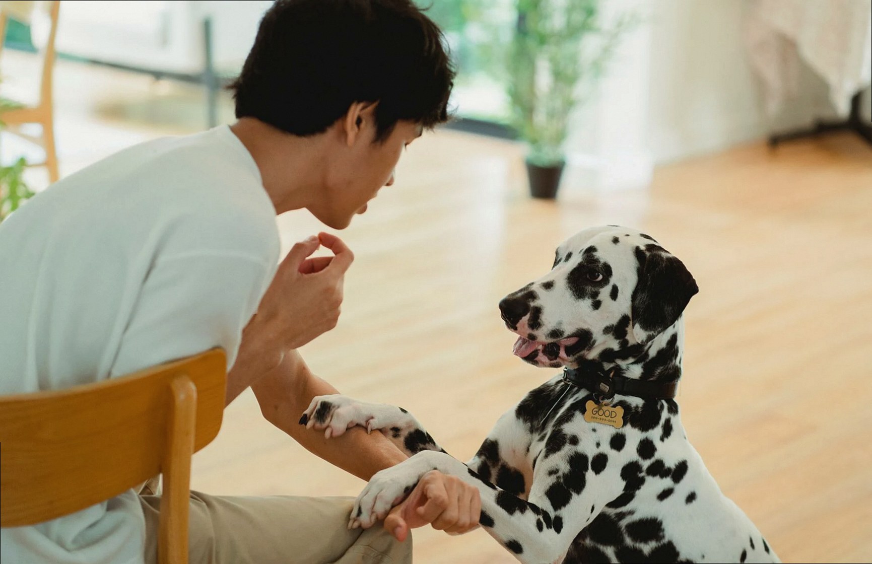 A dalmatian dog playfully interacts with its owner in a cozy indoor setting, creating a warm atmosphere.